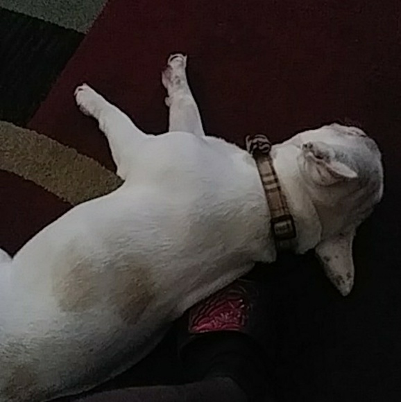 Meet your Posher, Rickey - Picture 3 of 3